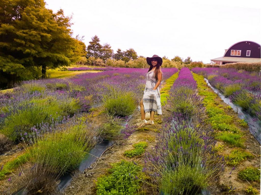 It was a beautiful day to visit lavender farm and it’s still blooming. Starting…