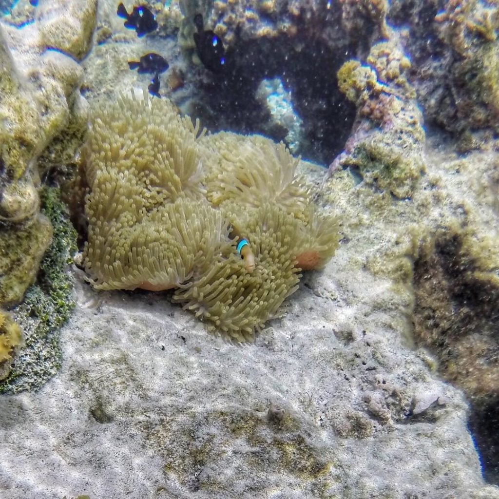 Hiya Nemo!! ️ #coralgarden #driftsnorkel #frenchpolynesia #southpacific #tahaa #travel #travelphotography #instatravel #tourism #travel gram…