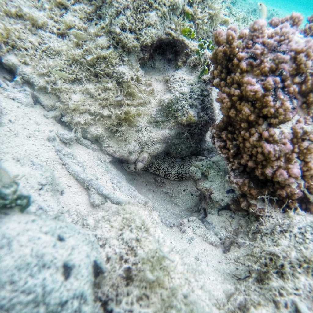 One moment you’re snorkeling along, chasing a puffer fish for a photo. The next&hellip;