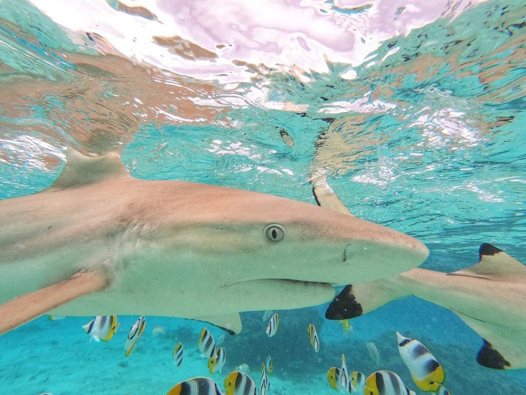 “Wait, you weren’t actually in there swimming around with all of those sharks, were…