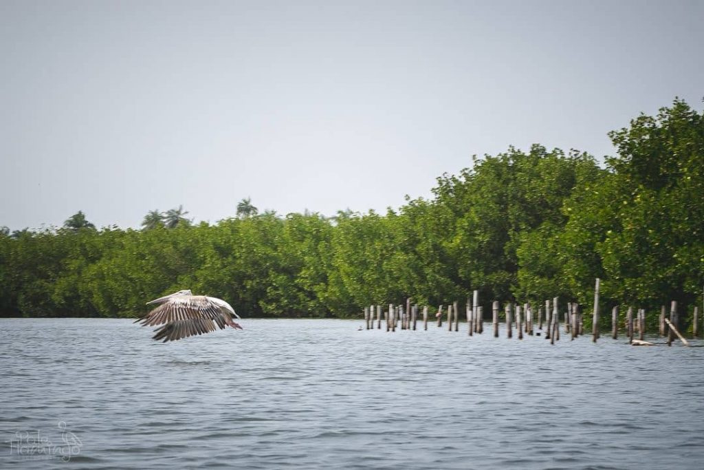 Large animals such as elephants unfortunately have been hunted to extinction a long&hellip;