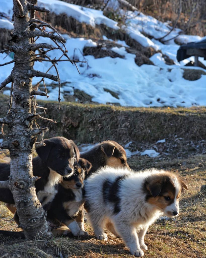 Partners in crime! . . . #pskiduniya #partnerincrime #cute #puppies #dogsofinstagram #dogstagram #dogsofinstaworld #mountaindog&hellip;