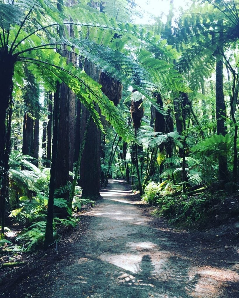 Whakarewarewa Forest, Rotorua; New Zealand #csmidlifegapyear #memories #travel #travelblogger #travelbug #tbt #photo #adventure #amemoryaday…