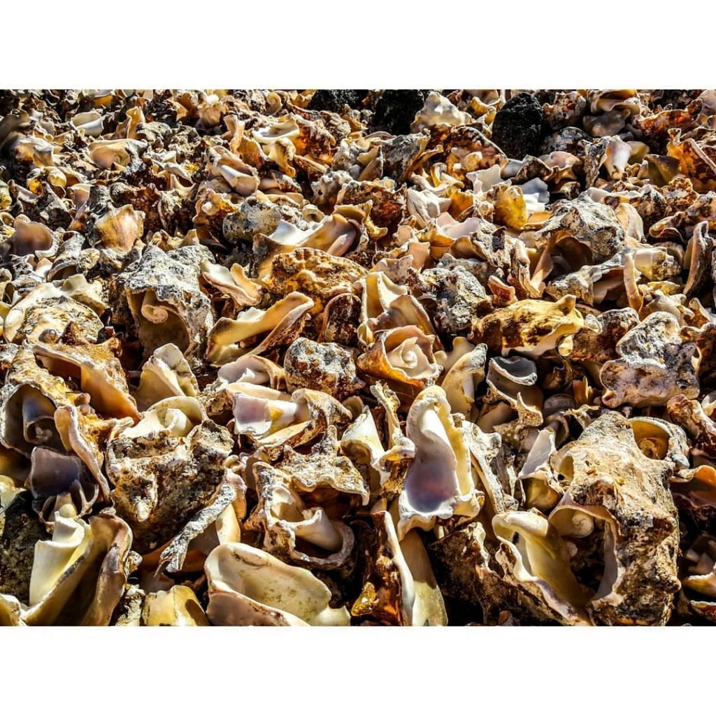 Tonnen von Muschelschalen. “Muschelfriedhof” nennen es die Einheimischen. Das Fleisch wird auf dem Markt…