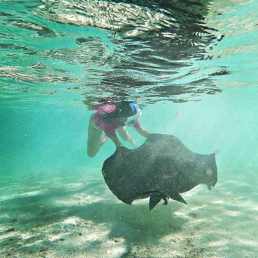 Me and my new friend ️ . . . . #stingray #stingraycity #antigua #antilles&hellip;