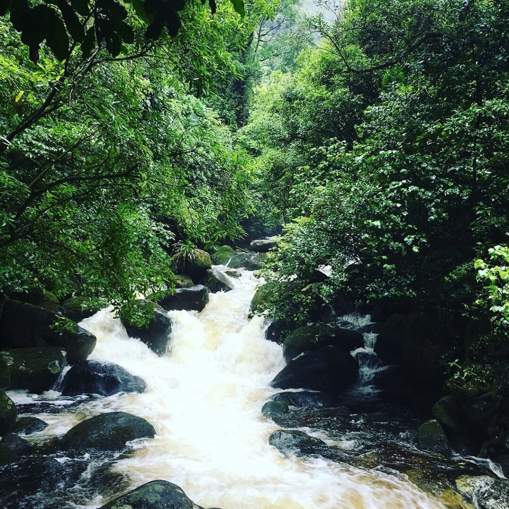 Wairere Falls, New Zealand #csmidlifegapyear #memories #travel #travelblogger #travelbug #tbt #photo #adventure #amemoryaday #photooftheday…