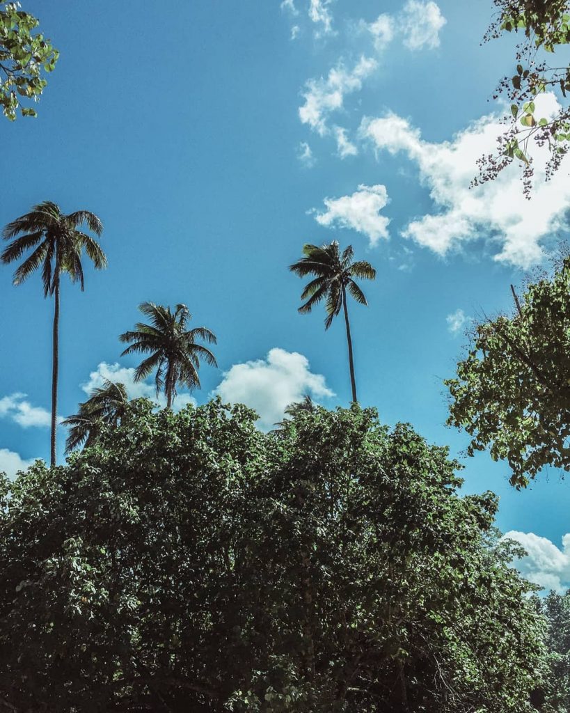 you know you have found paradise when you have found palm trees