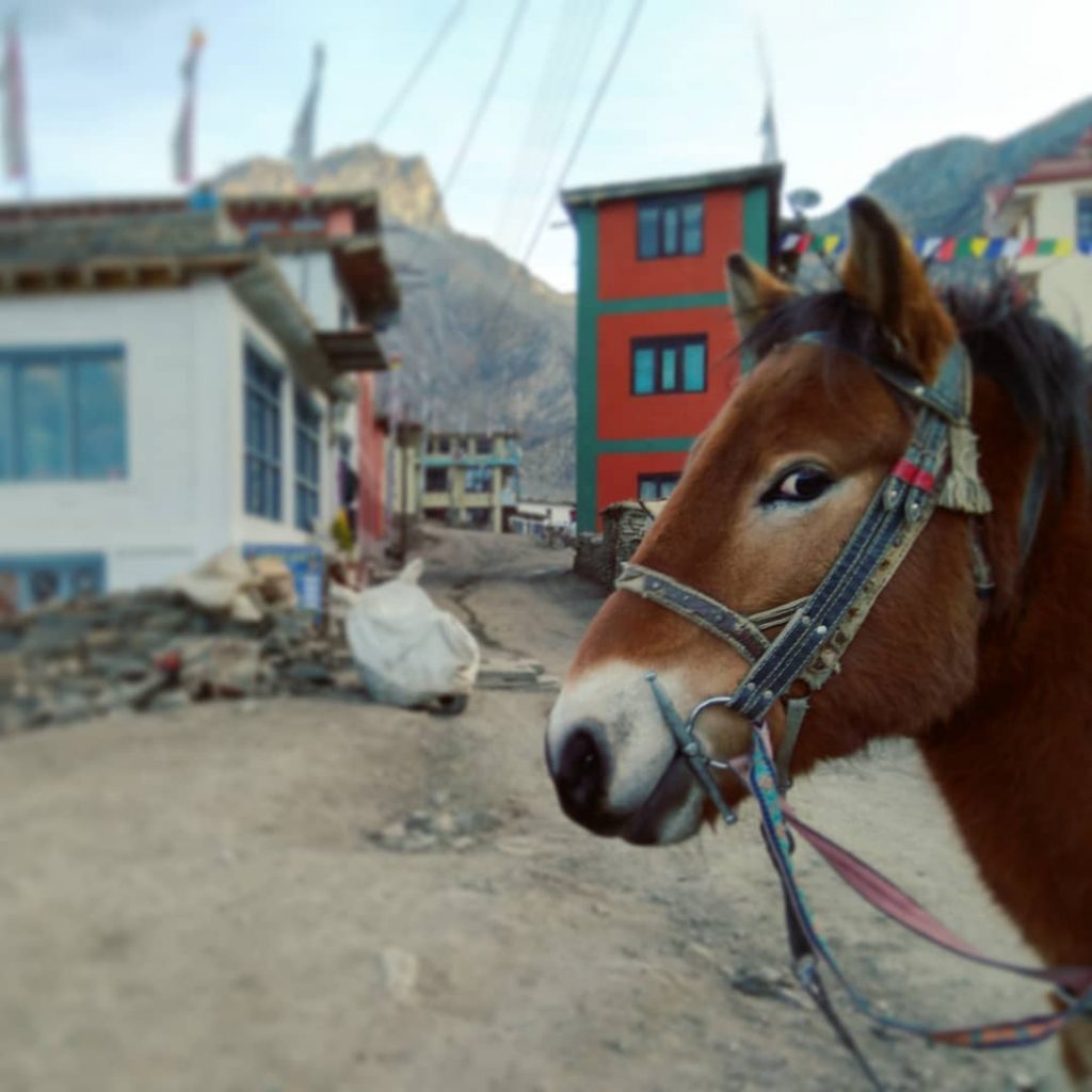 #posingforthecamera #hiddenparadise #exploringglobe #awesomedestinations #candid #awesomeplace #horse #ig_wildplace #natgeotravelpic #candidphotography #posing #wildlifeonearth #wildlifeplanet #agameoftones&hellip;