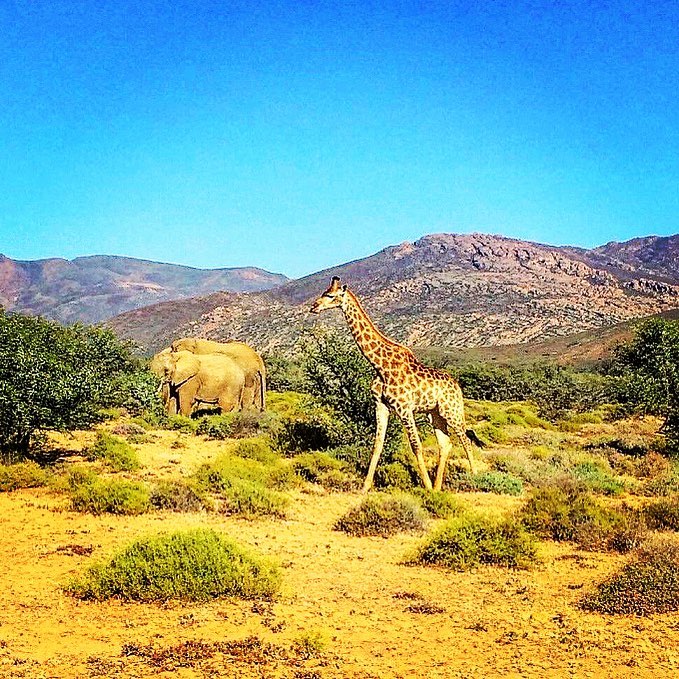 Some of the many animal kingdom friends @katg0esme0w encountered during her South Africa travels!&hellip;