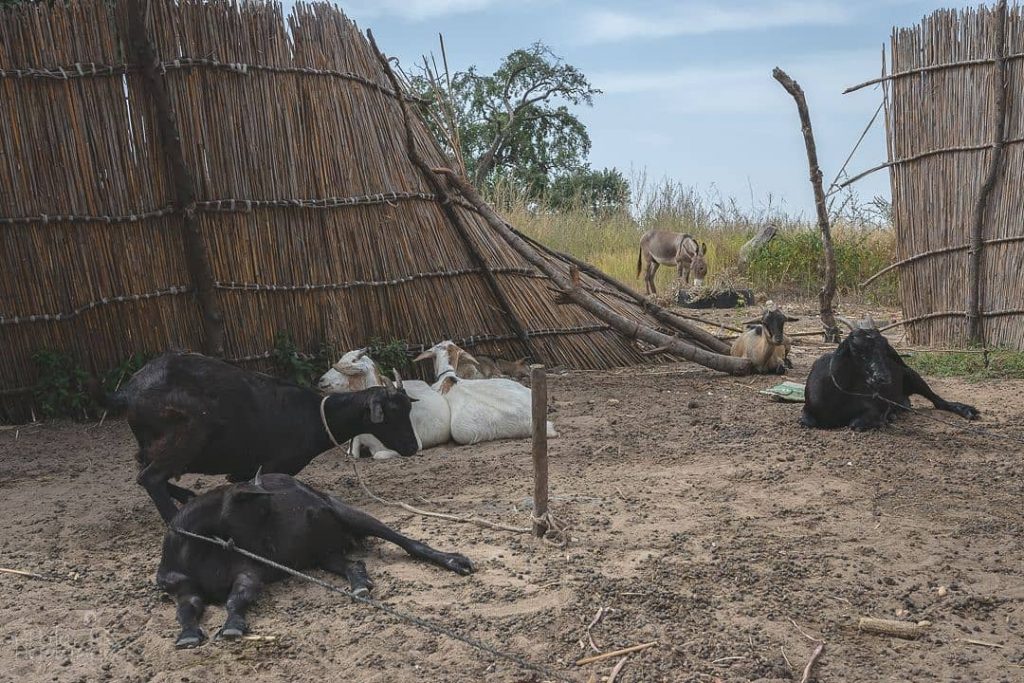 Although most of the Gambian country folk don’t have a lot of money in&hellip;