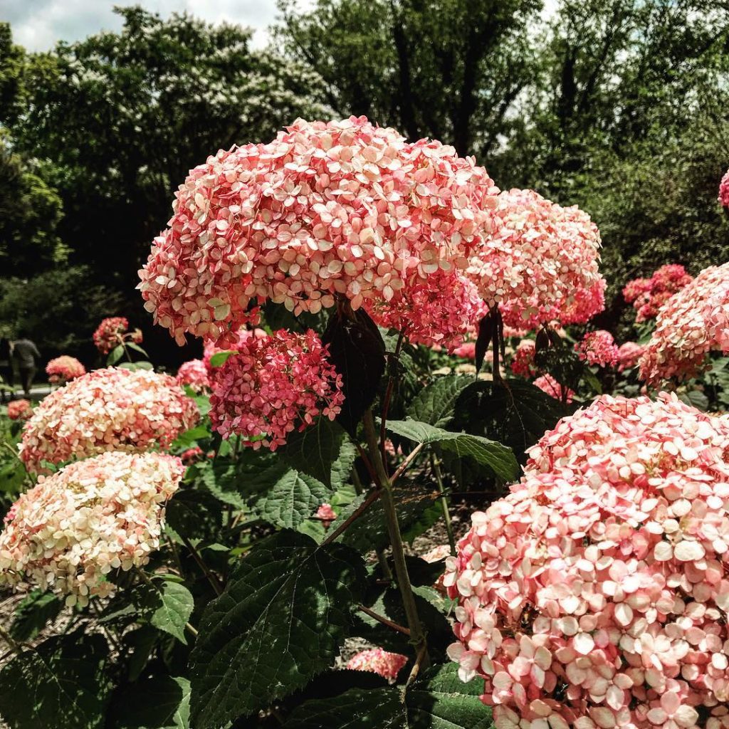 No trip to Asheville, NC is complete without a stop to the Biltmore Estate.…