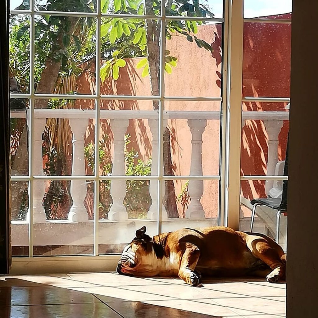 He is enjoying the Canarian sun to the fullest. ️ #myenglishbulldog #Tenerifelicious #Tenerifefelicidad #islandlife&hellip;