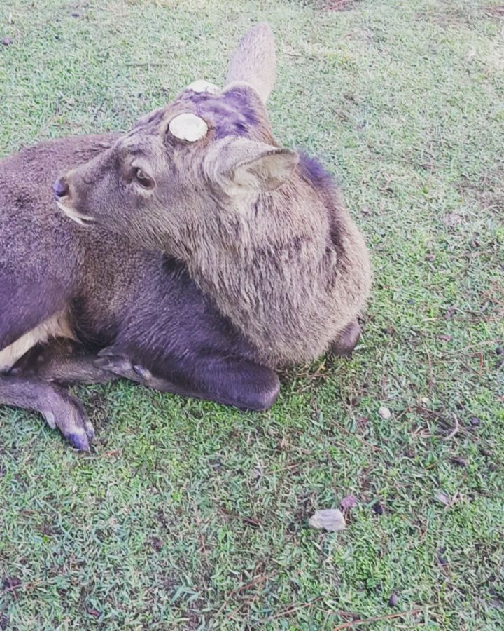 #Throwback to that moment in #NaraPark when I called a #deer, “Deer-chan”, and I&hellip;