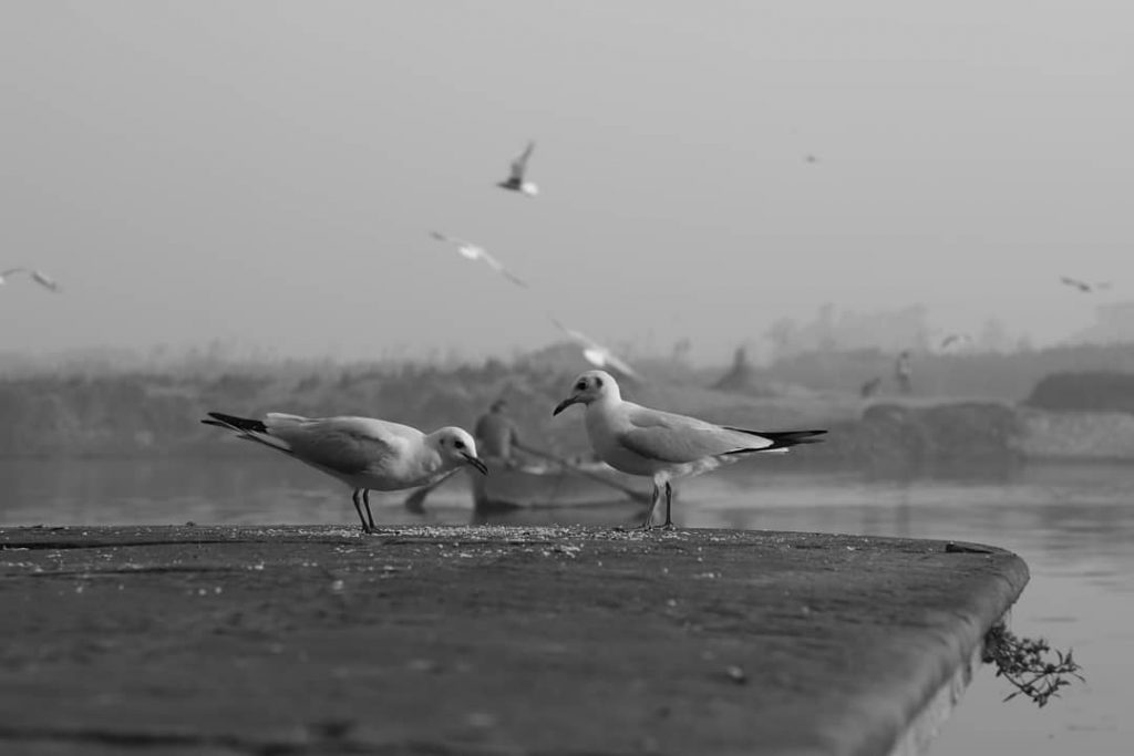 #yamunaghatdelhi #sunrise_sunset #beautyshoot #snapwithritu #bnesimppl #blackandwhite #mypixeldiary #camerawalebhaiya #blacknwhite #lovenature #photoofthedayy #streetbloggers #streetartistry #streetframe&hellip;