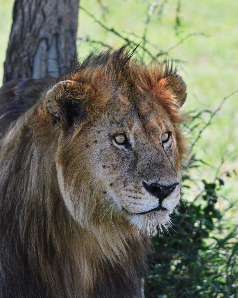 El rey de la sabana posando para el photoshoot ???? . PD: Si hacéis&hellip;