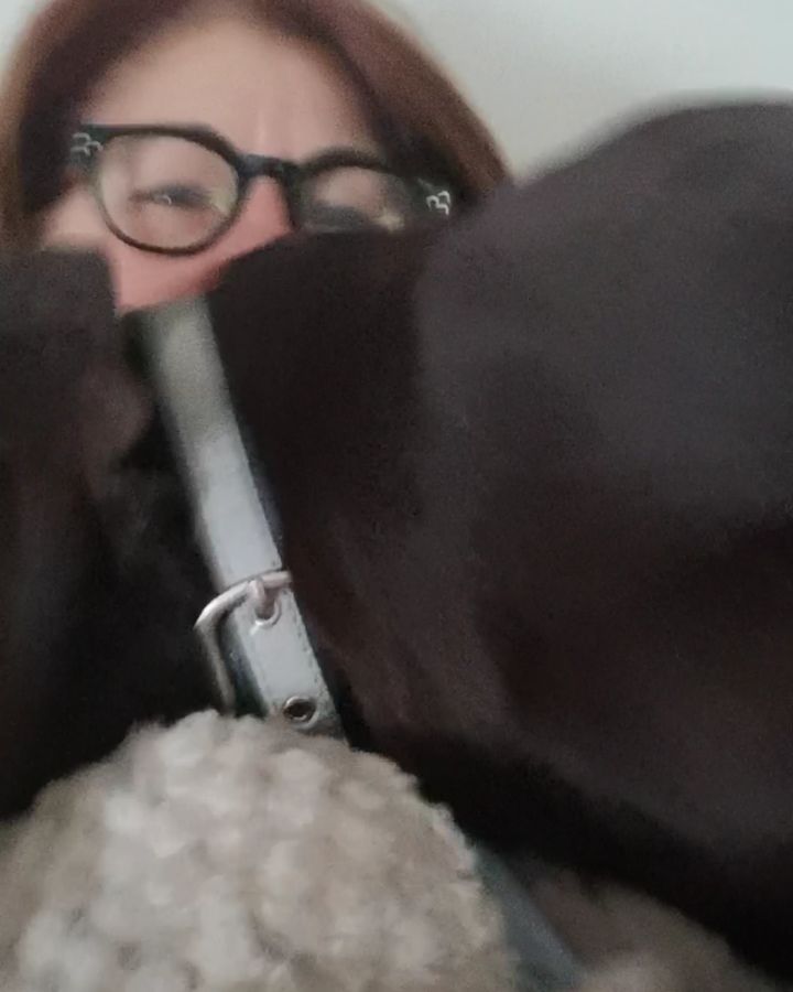 Quello che succede tutte le mattine al risveglio in casaAra #love #lovepets #petsofinstagram #kurzaar&hellip;