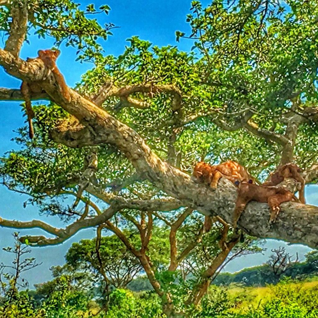 Uno spettacolo indimenticabile una famiglia di Leoni che dorme serenamente arrampicato su un albero,&hellip;