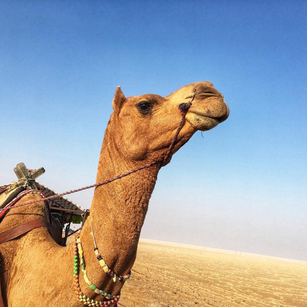 Camel’s Desert @ Kutch, Gujarat, India . . #kutch #kutchdiaries #rannofkutch @rannutsav #gujarattourism #exploregujarat&hellip;
