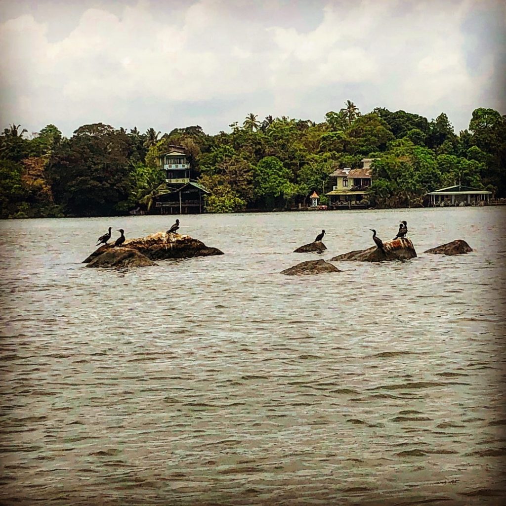 On our way to the cinnamon island. Beautiful migratory birds around. #srilanka #throwback #travel…