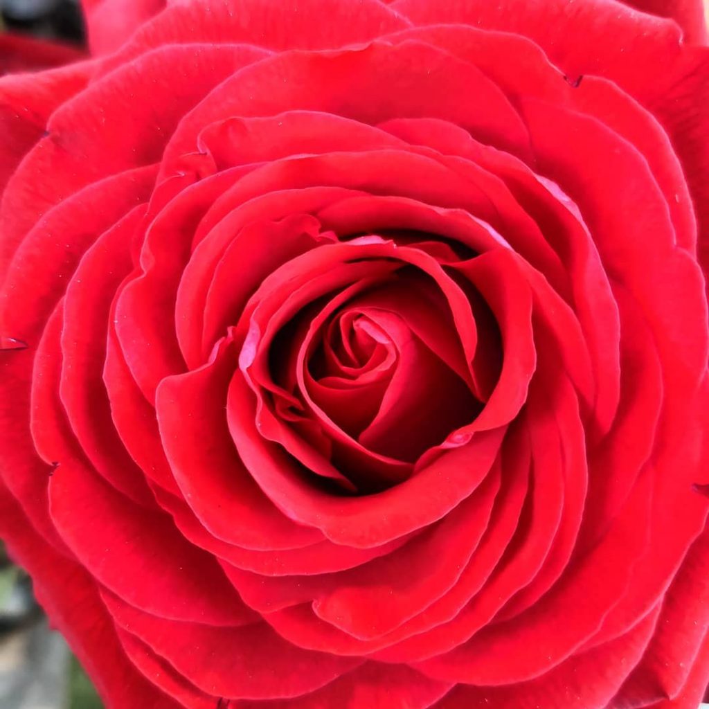 A rose is a rose, #colors #coloring #tv_colors #colors_of_day #colors_hub #colors_impact #colori #popyacolour #colores&hellip;