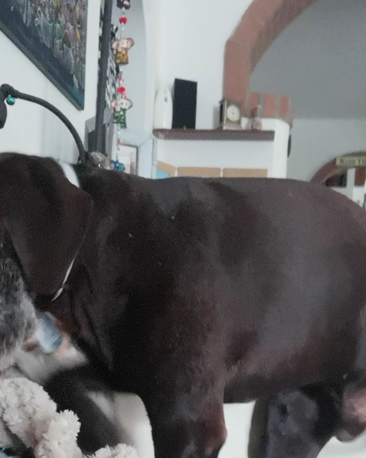 Quello che succede tutte le mattine al risveglio in casaAra #love #lovepets #petsofinstagram #kurzaar&hellip;