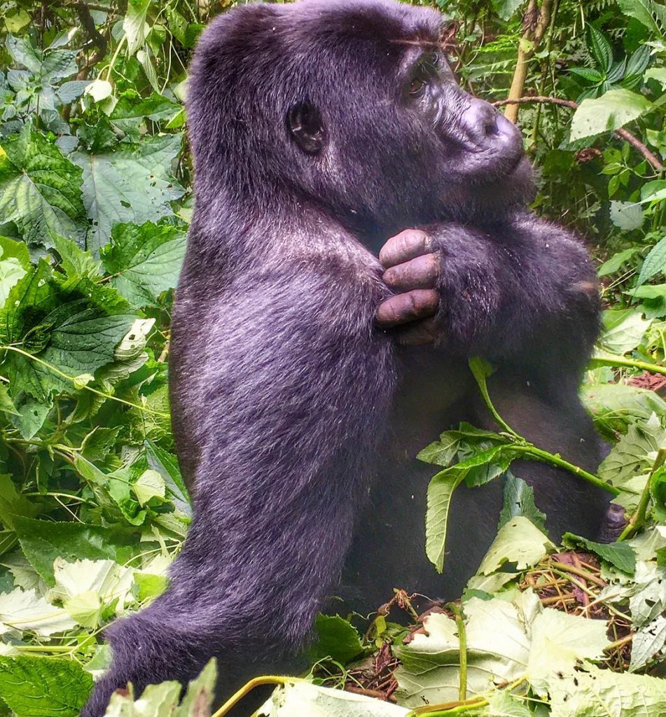 Questa esperienza romana una della più belle della mia vita. L’incontro con il Gorilla&hellip;