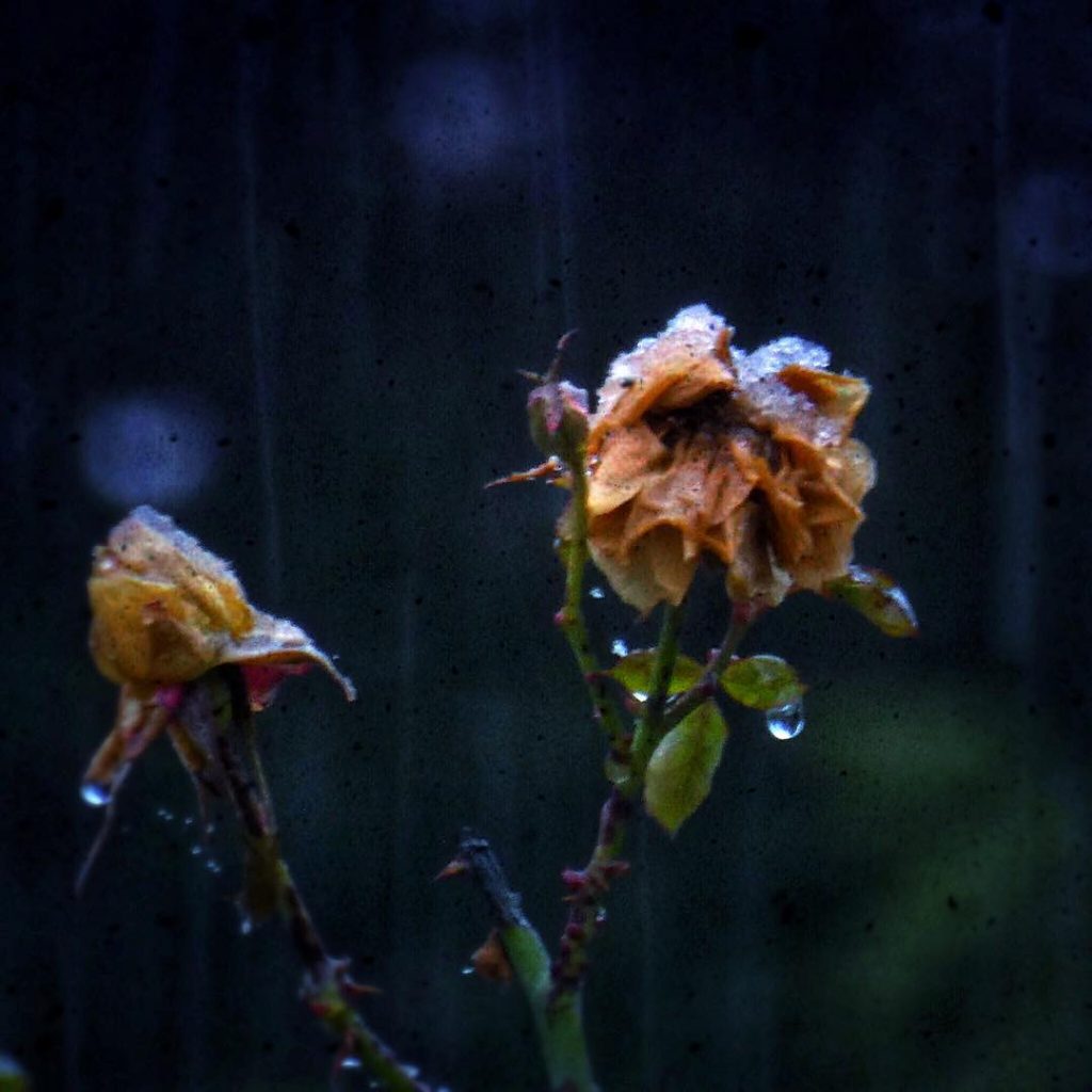 #pierluigizag #fotoartistiche #bnesimppl #fotartplgz Edited with: @carbonblackandwhite _ #wintertime #winterwonderland #winteriscoming #winter2012 #nature #winter&hellip;