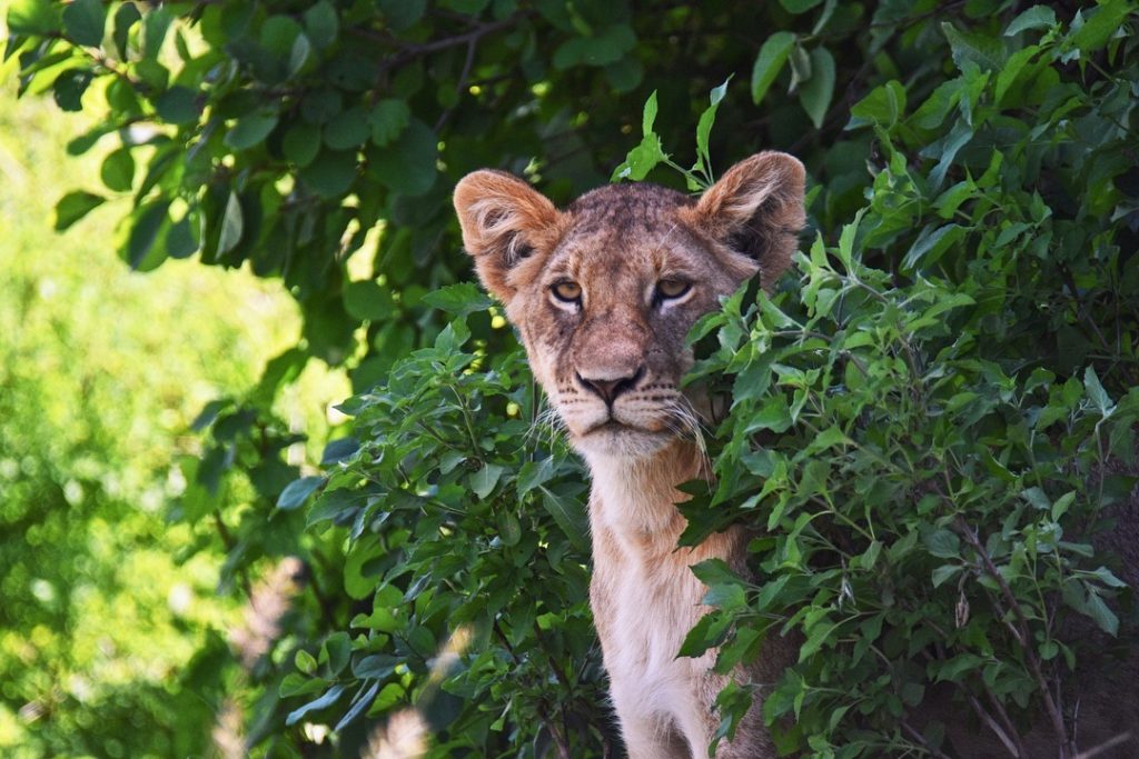 Un bebé león crecidito posando entre los arbustos