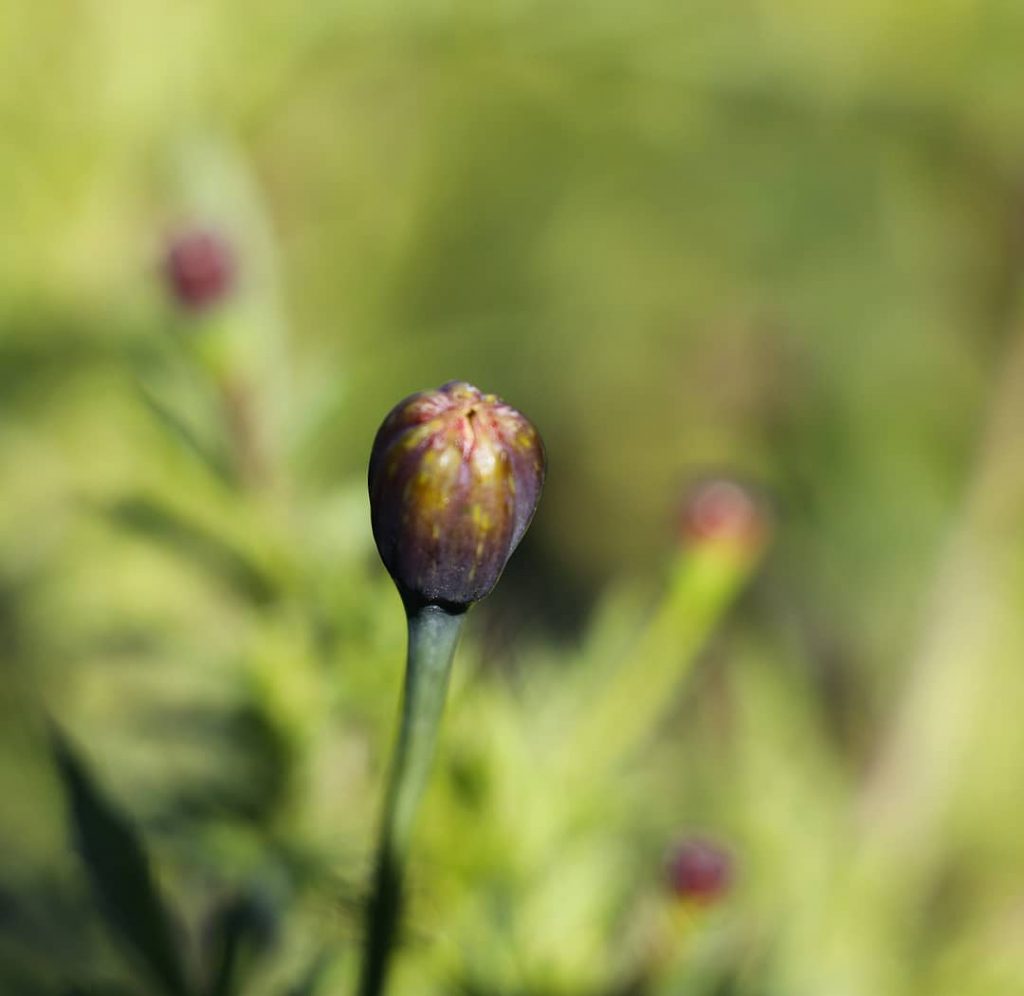 “Bud before it turns into a beautiful flower” #photography #photographers #macrophotography #mumbai_photography #mumbaiphotographer #mumbai_photography_club&hellip;