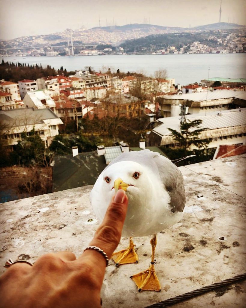Birdy . . . . . . . . . . #nofilter #nofilterneeded #istanbul&hellip;