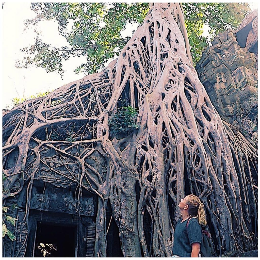ᴷᴬᴹᴮᴼᴰˢᶜᴴᴬ⠀ ↠⠀⠀⠀⠀⠀ ↠ ˢᴵᴱᴹ ᴿᴱᴬᴾ⠀ .⠀⠀ .⠀⠀ #tombraidertemple ⠀ ⠀ Wer kennt dieses Baum?…