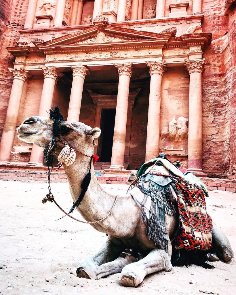 Happy Hump Day from this sweet camel taking a rest in front of the&hellip;