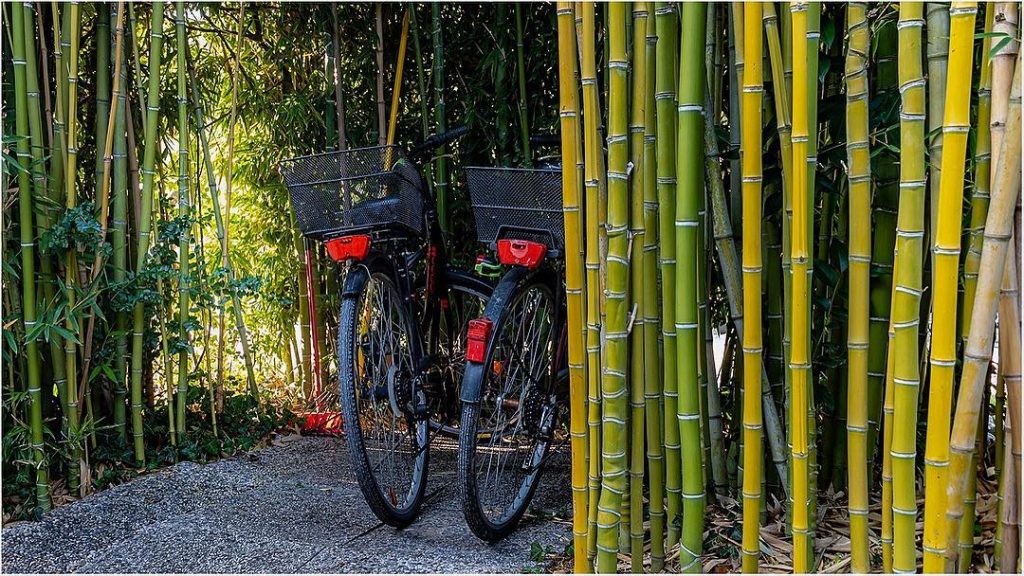 It is about colors #color #bamboo #green #cycle #ig_europe #discover_vacations #hello_worldpics #moodygrams #travellingthroughtheworld #tlpicks&hellip;