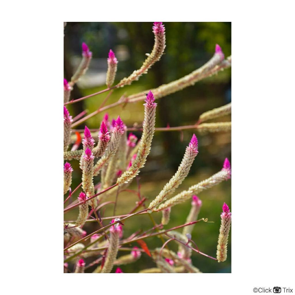 Flowers are the best subject for every photographer. How many of you agree? .&hellip;