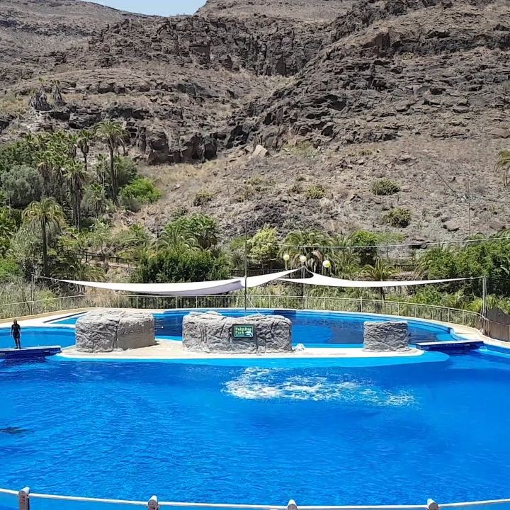 Dolphin Show #grancanaria #spain #canaryislands #maspalomas #zoo #palmitospark #sun #sunny #city #happy #travel #reisen…