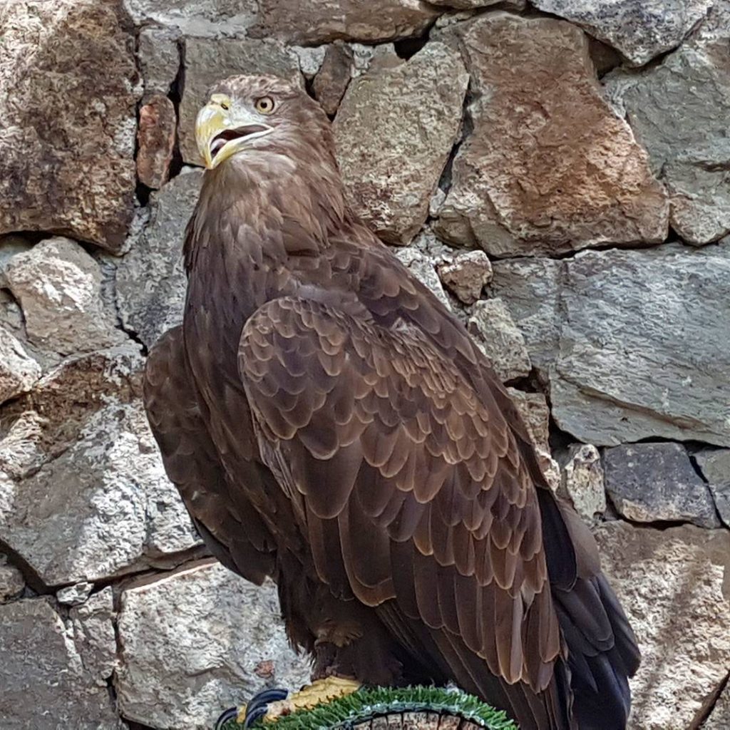 #seeadler #bird #vogel #adler #grancanaria #spain #canaryislands #maspalomas #zoo #palmitospark #sun #sunny #cuöture #city…