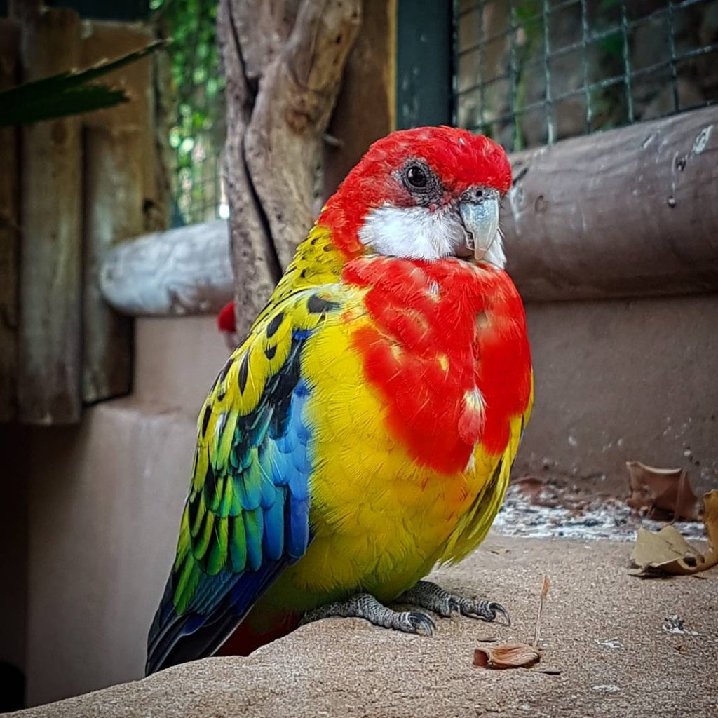#rosellasittich #sittich #vogel #bird #grancanaria #spain #canaryislands #maspalomas #zoo #palmitospark #sun #sunny #cuöture #city…