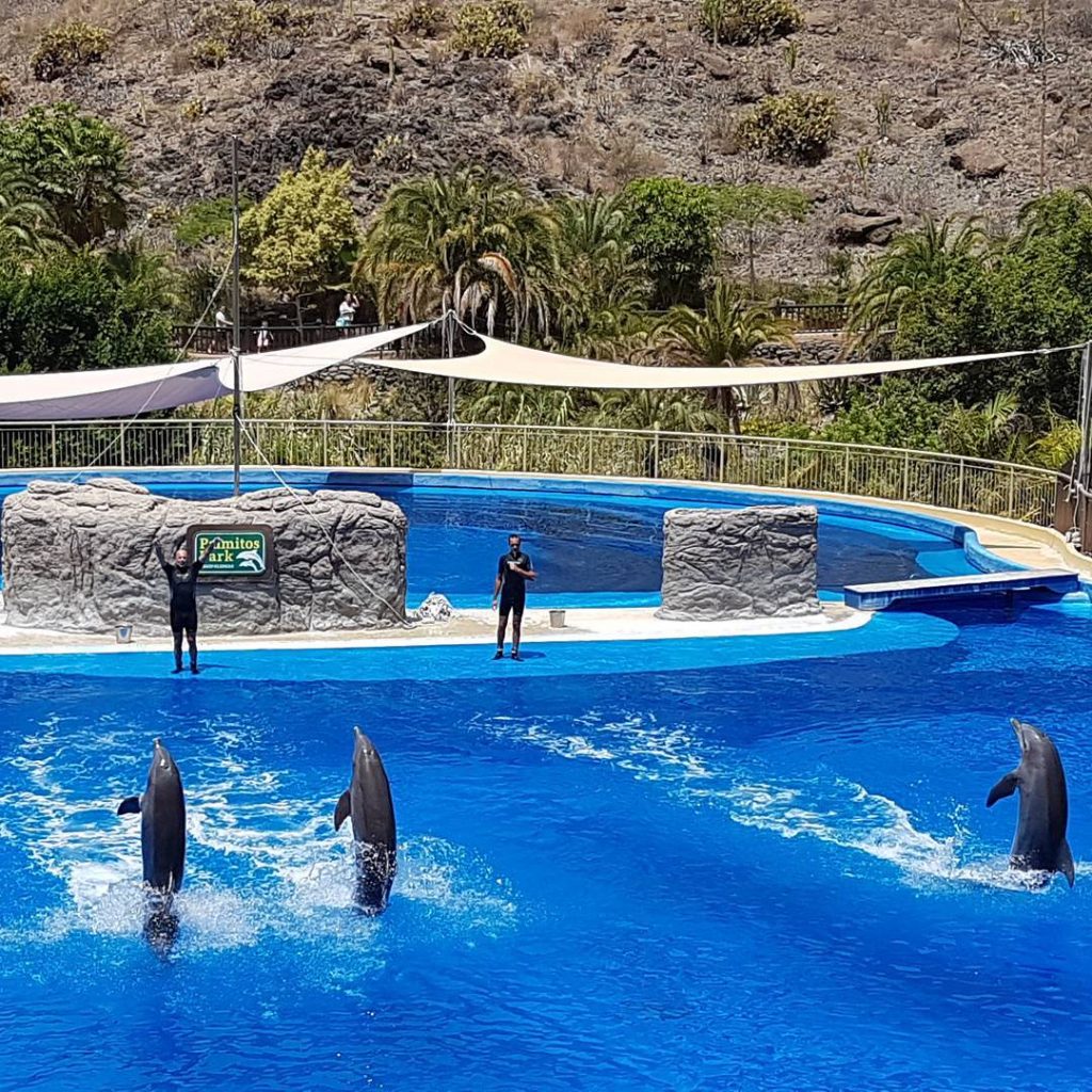 Dolphin Show #grancanaria #spain #canaryislands #maspalomas #zoo #palmitospark #sun #sunny #city #happy #travel #reisen…