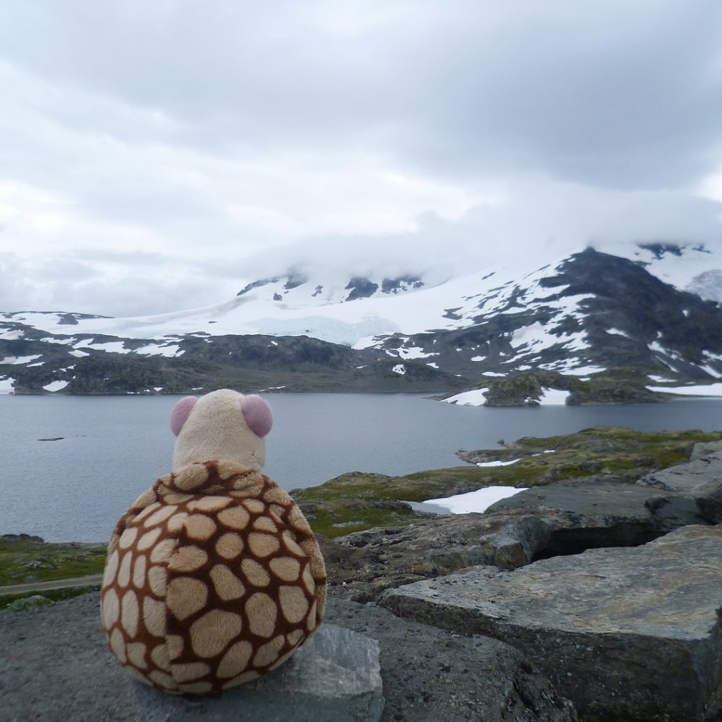 One small step for man,one giant leap for #fortun #norway #fortunnorway #nordkappexpedition #travellingherbert #turtoise…