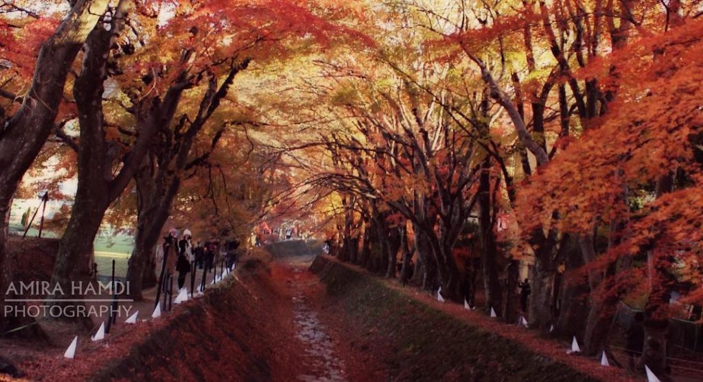 Autumn in Japan #autumn #japan #nature #photography #تصويري #اليابان #سفر