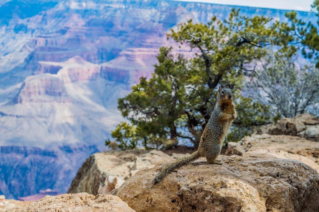 Do not feed the #grandcanyon #us #usa #deep #squirrel #tree #arizona #flagstaff #instatravel #travelgram…