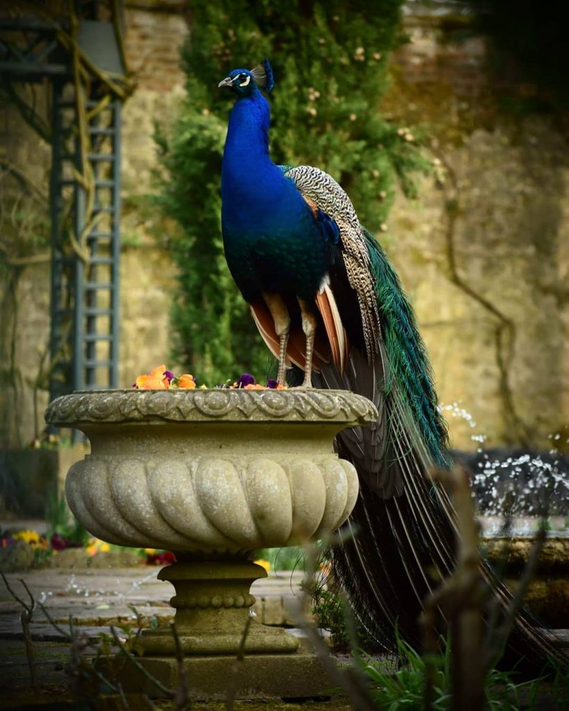 #pairidaiza2018 #pairidaiza #peacock #nature_perfection #birdphotography #peacockphotography #nikond3400 #nikonphotography #beautyofbirds #beautyofanimals #instagram #natgeo #birds #birdphotography…