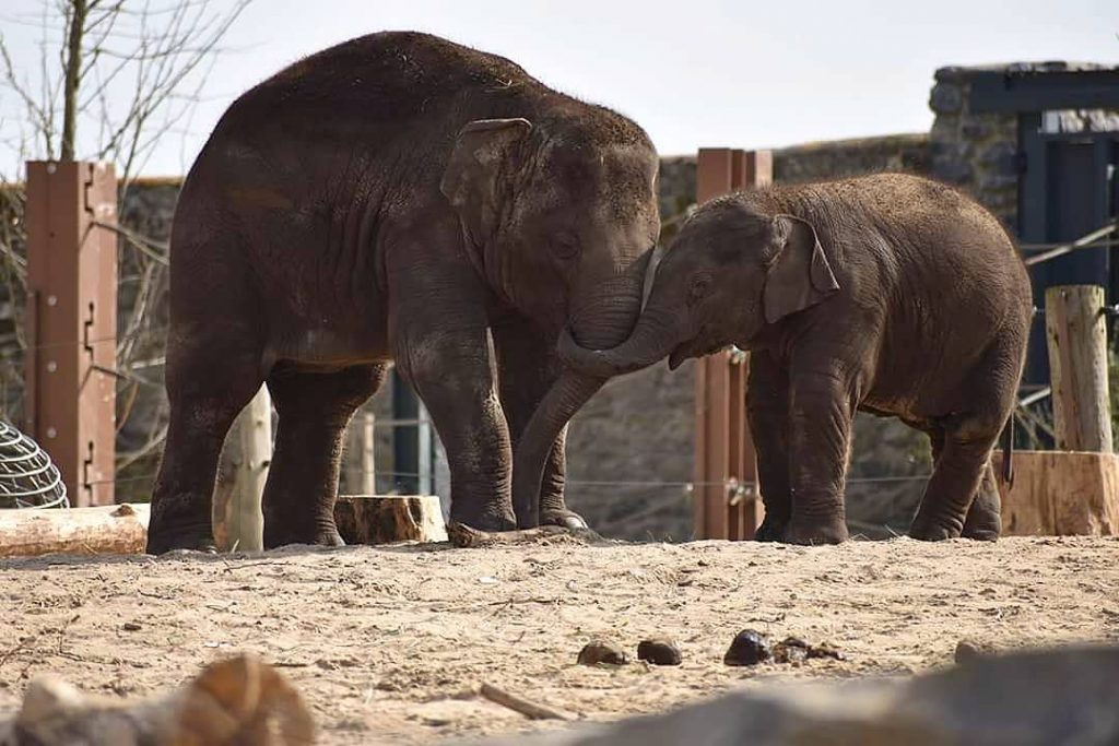 Dream big little #pairidaiza #animallovers #motherlove #babyelephants #pairidaiza2018 #nikond3400 #nikonphotography #elephant #elephants #beautyofanimals #beautiful…