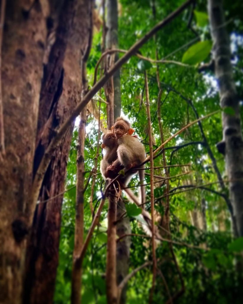 Sharing some secret #travel #traveller #travelltales #nature #naturelove #animal #monkey #photography #naturephotography #wildlife #wildlifephotography&hellip;