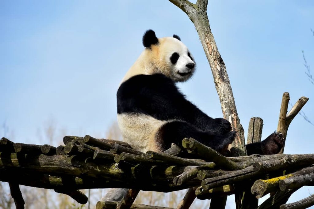 KEEP CALM and HUG A #panda #pairidaiza2018 #pandas #pairidaiza #pandalove #panda #pandaphotography #nikond3400 #nikonphotography&hellip;