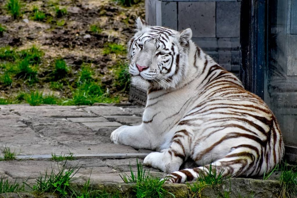 Better to live one year as a tiger, than hundred as a sheep. #tiger&hellip;