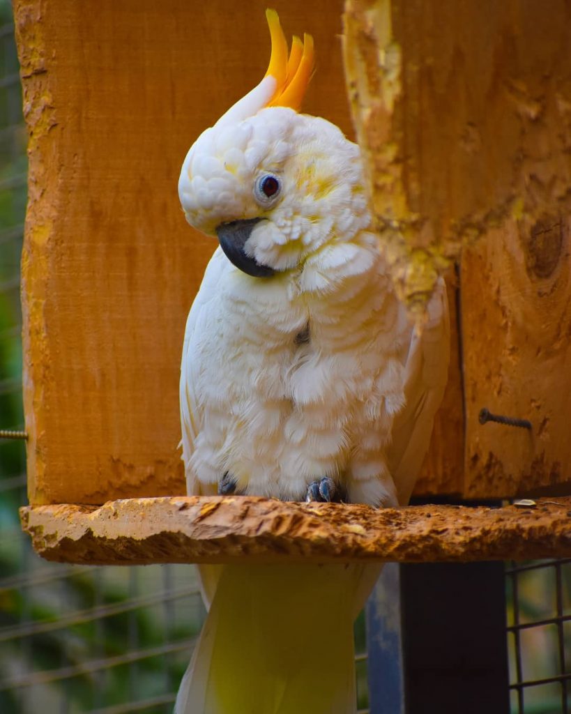Who me? You think I’m pretty? ???? Really?! Oh stop! #cockatoo #cockatoosofinstagram #white #parrot&hellip;