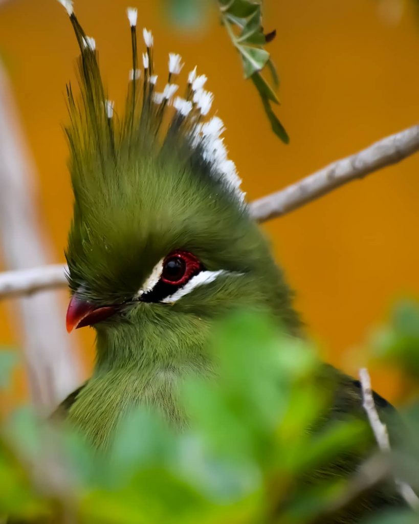 Your eyes stole all my words #guineaturaco #birds #birdphotography #nikond3400 #nikonphotography #birdie #birdexpressions #birdsofinstagram&hellip;