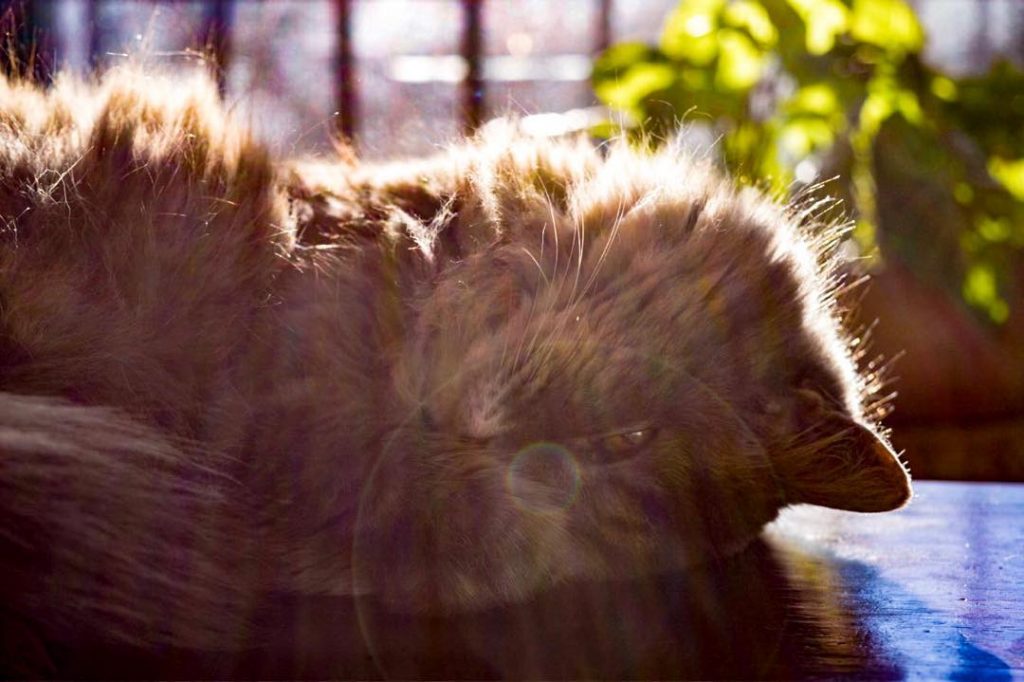 Sleeping with sun!! #cat #sun #sunny #contrast #catlovers #sleep #home #house #warm #shadow #table&hellip;