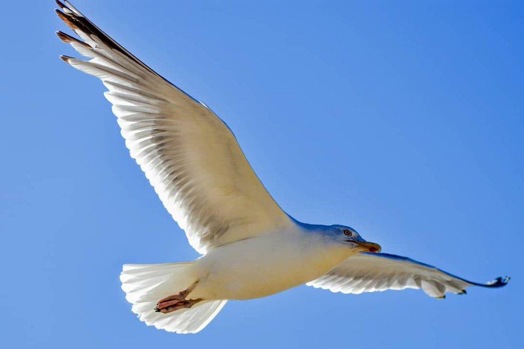 The bird who dares to fall is the bird who learns to #birds #birdphotography&hellip;